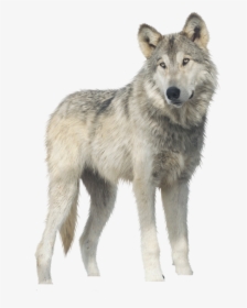 Download For Free Wolf Png - Wolf Png, Transparent Png, Free Download