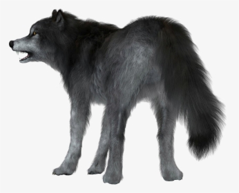 Wolf Png Photo Background - Wolf In White Background, Transparent Png, Free Download
