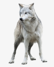 Transparent Images Pluspng Grey Image Free Download - Gray Wolf Transparent Background, Png Download, Free Download