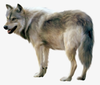 Wolf Png Image, Picture, Down - Wolf Png, Transparent Png, Free Download