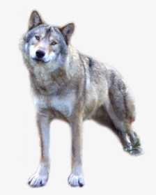 Wolf Png - Gray Wolf Wolf Png, Transparent Png, Free Download