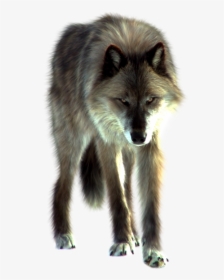Wolf Png Transparent Images - Imagen Png De Lobo, Png Download, Free Download