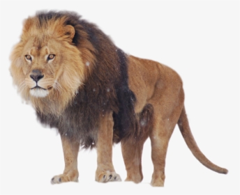 Lion Png Image - African Lion, Transparent Png, Free Download