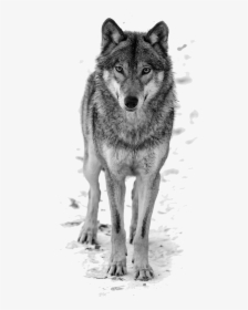 Howling Wolf Clipart Free - Wolf Png, Transparent Png, Free Download