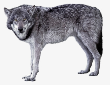 Transparent Grey Wolf Clipart - Grey Wolf Png, Png Download, Free Download