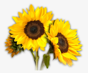 Sunflower Png Image - Sun Flower With Name, Transparent Png, Free Download