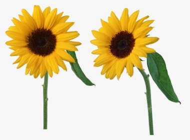 Sunflowers Png - Sun Flowers Png, Transparent Png, Free Download