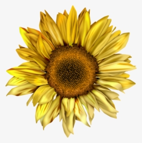 Common Sunflower Watercolor - Sunflower Water Color Png, Transparent Png, Free Download