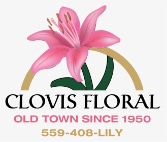 Clovis Floral & Cafe - Lily, HD Png Download, Free Download