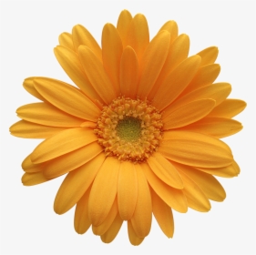Sunflower - Yellow Gerbera Flower Png, Transparent Png, Free Download