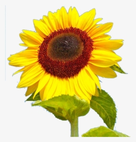 Sunflower Png Photo - Portable Network Graphics, Transparent Png, Free Download
