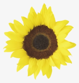 Sunflower Printable, HD Png Download, Free Download