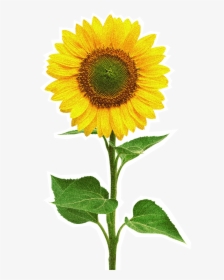 Sun Flower Images Png, Transparent Png, Free Download