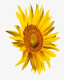 All Yellow Flower Png, Transparent Png, Free Download