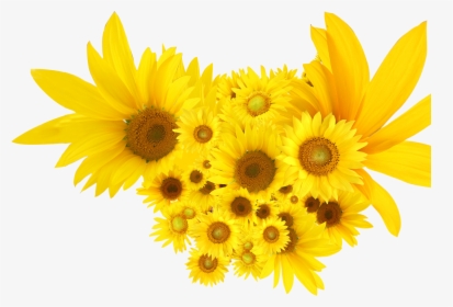 Common Sunflower Png - Png Clip Art Sunflowers, Transparent Png, Free Download