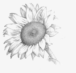 Pencil Sketch Of Sunflower , Png Download - Realistic Sunflower Pencil Drawing, Transparent Png, Free Download