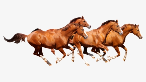 Transparent Horses Png - Caballos De Carrera Png, Png Download, Free Download