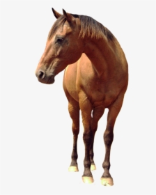 Horse Png Free Background - Transparent Background Horse Png Real, Png Download, Free Download