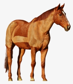 Cowboy Horse Png, Transparent Png, Free Download