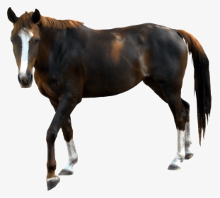 Black Horse Png Image - Horse With Transparent Background, Png Download, Free Download