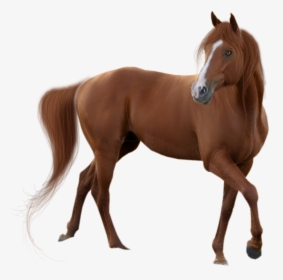 Horse Png Clipart - Horse Png, Transparent Png, Free Download