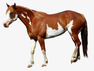 Horse Png Images - Lil Nas X Horse, Transparent Png, Free Download
