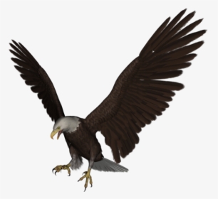 Aigle, HD Png Download, Free Download