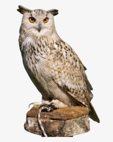 Eagle Owl Png Transparent Image - Owl Png, Png Download, Free Download