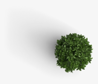 Plant Top View Png, Transparent Png, Free Download