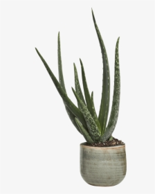 Yucca - Aloe Vera Plant Png, Transparent Png, Free Download