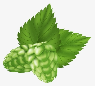 Beer Plant Png Image - Hops, Transparent Png, Free Download