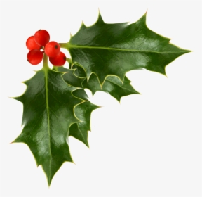 Holly Berries Transparent Image Festive Transparent - Holly Berry Png, Png Download, Free Download