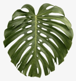 Transparent Monstera Leaf Png, Png Download, Free Download