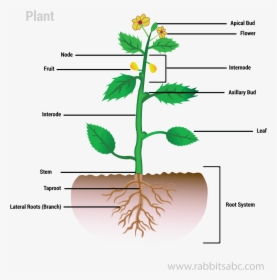 Parts Of A Plant - Parts Of A Plant Hd, HD Png Download, Free Download