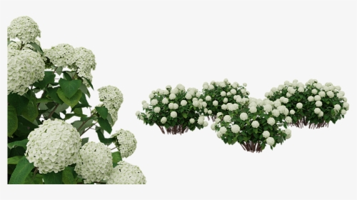 Hydrangea Bush Png - White Flower Bush Png, Transparent Png, Free Download