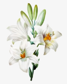 Transparent White Lily Png - Transparent Background Lily Flower Png, Png Download, Free Download