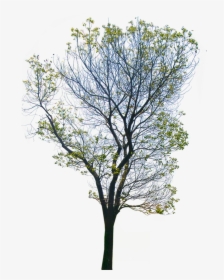 Png Background Photo - Transparent Background Tree Png, Png Download, Free Download