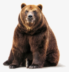 Brown Bear Png Free Download - Grizzly Bear Transparent Background, Png Download, Free Download