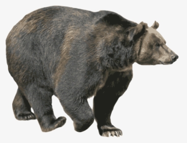 Download This High Resolution Bear Png - Black Bear Png, Transparent Png, Free Download