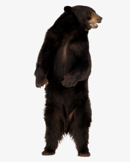 Angry Bear Png Image Free Download - Angry Bear Png, Transparent Png, Free Download