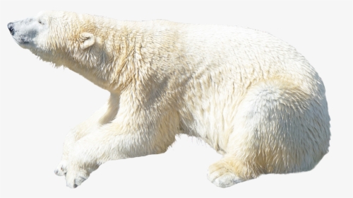 Polar Bear Png Image - Polar Bear Transparent Background, Png Download, Free Download