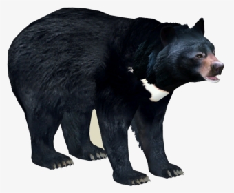 Black Bear Png - Asian Black Bear Png, Transparent Png, Free Download