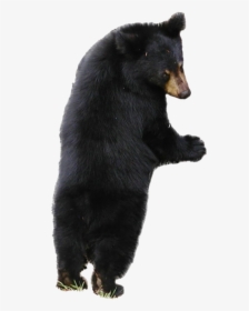 Sloth Bear Png Free Download - Sloth Bear White Background, Transparent Png, Free Download