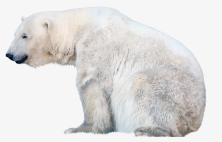 Polar Bear Png Free Pic - Polar Bear Transparent Background, Png Download, Free Download