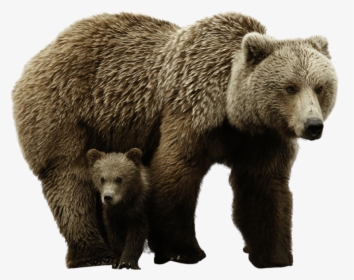 Grizzly Bear Png - Transparent Bear Png, Png Download, Free Download