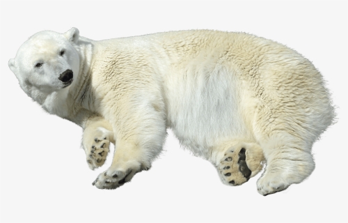 Transparent Polar Bear Clip Art - Ijsbeer Transparent, HD Png Download, Free Download