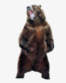 Bear, Png V - Grizzly Bear No Background, Transparent Png, Free Download