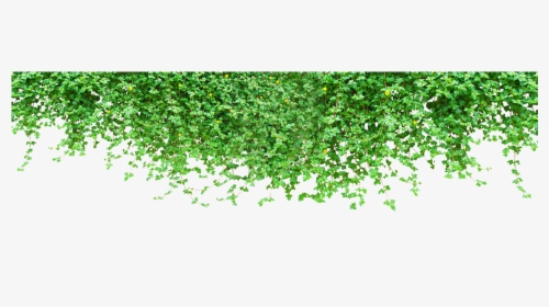 Plant Wall Vine Tiger Green Climbing Clipart - Climbing Plant Png, Transparent Png, Free Download