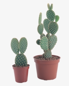 Cactus Png Image - Transparent Background Potted Cactus Png, Png Download, Free Download