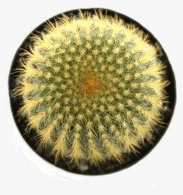 Notocactus "golden Ball Cactus""  Class= - Cactus Up Png, Transparent Png, Free Download
